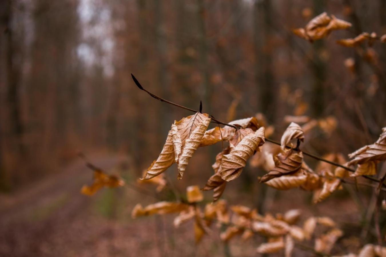 Hof Am Horn - Fewos In Der Natur Laichingen ภายนอก รูปภาพ