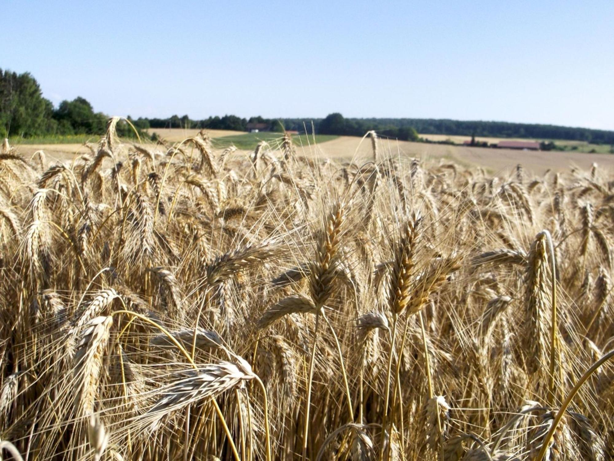 Hof Am Horn - Fewos In Der Natur Laichingen ภายนอก รูปภาพ